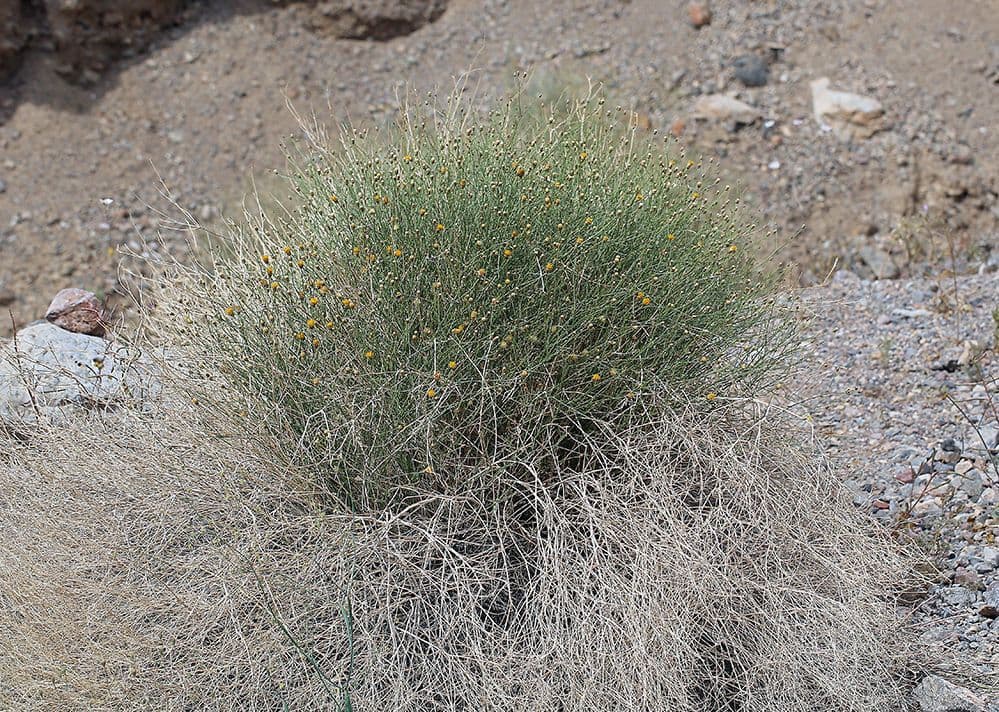 Bebbia juncea 15