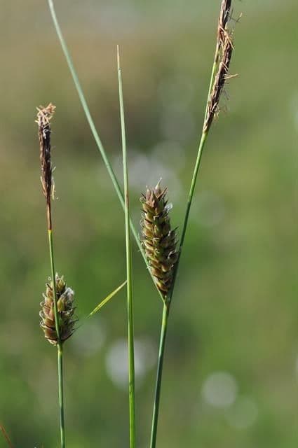 Faden-Segge