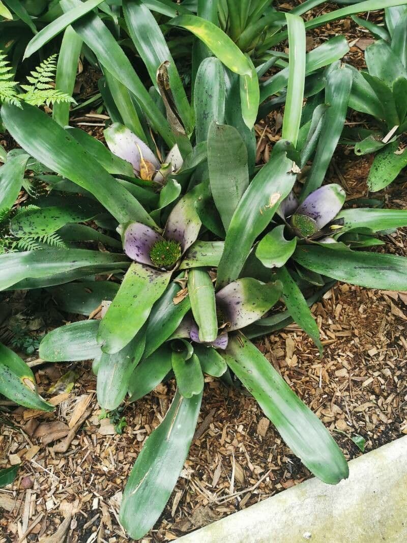 Neoregelia 5
