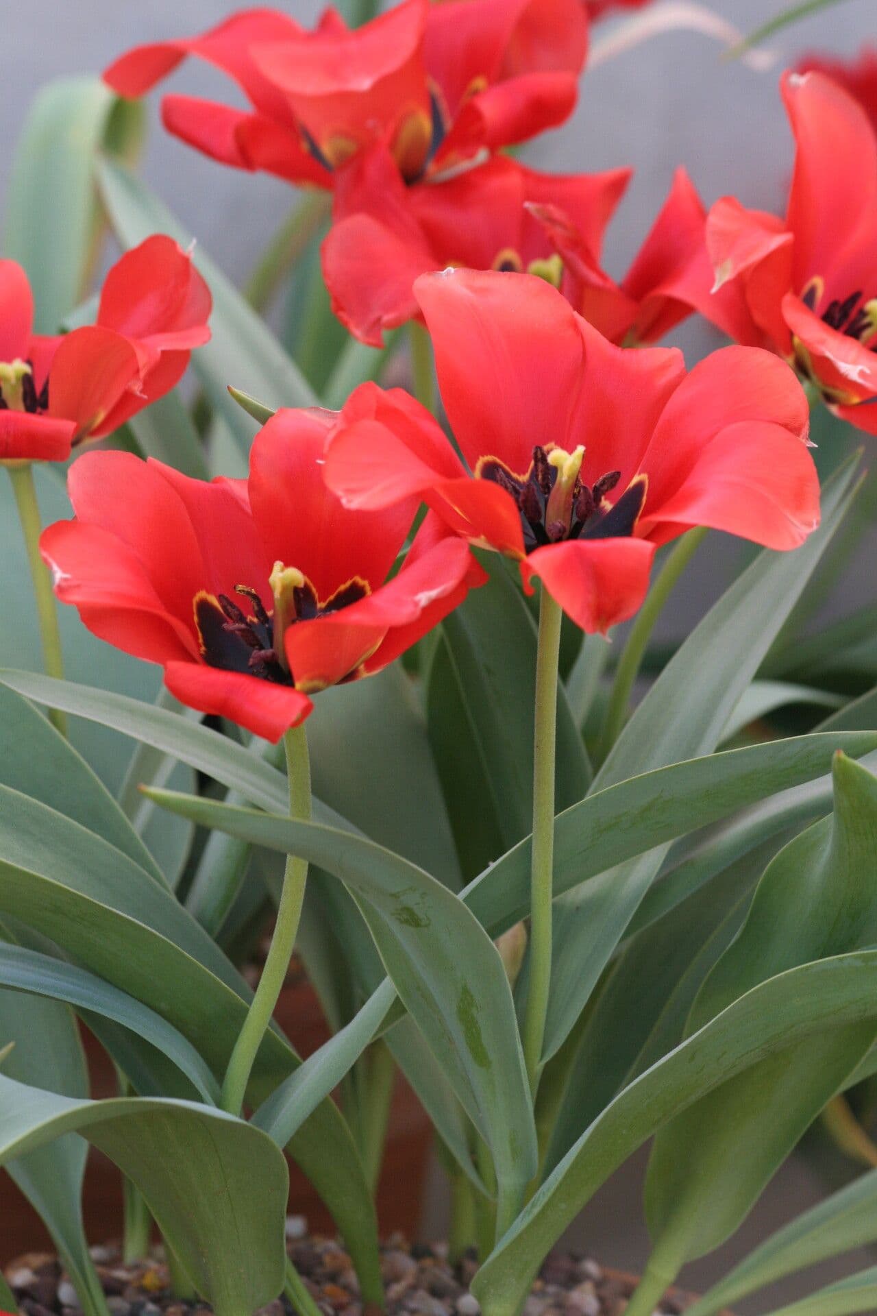 Tulipano
