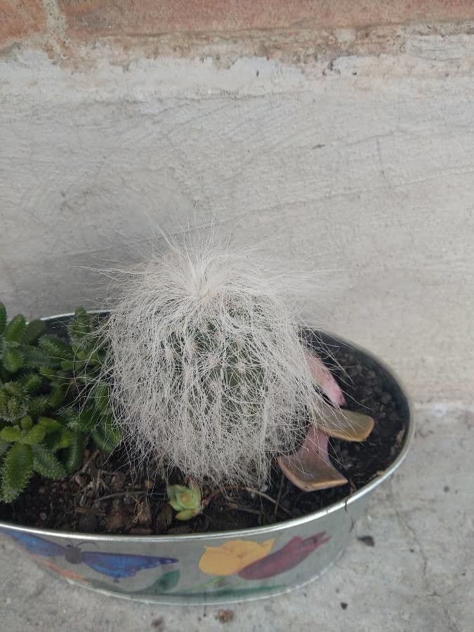 Cactus vecchio 10