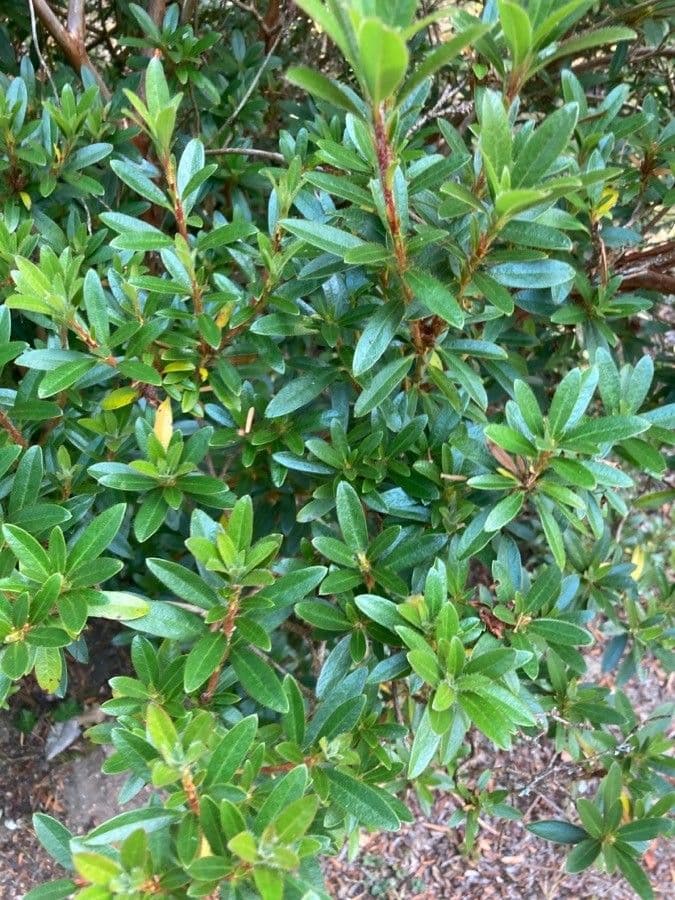 Rhododendron formosanum 3