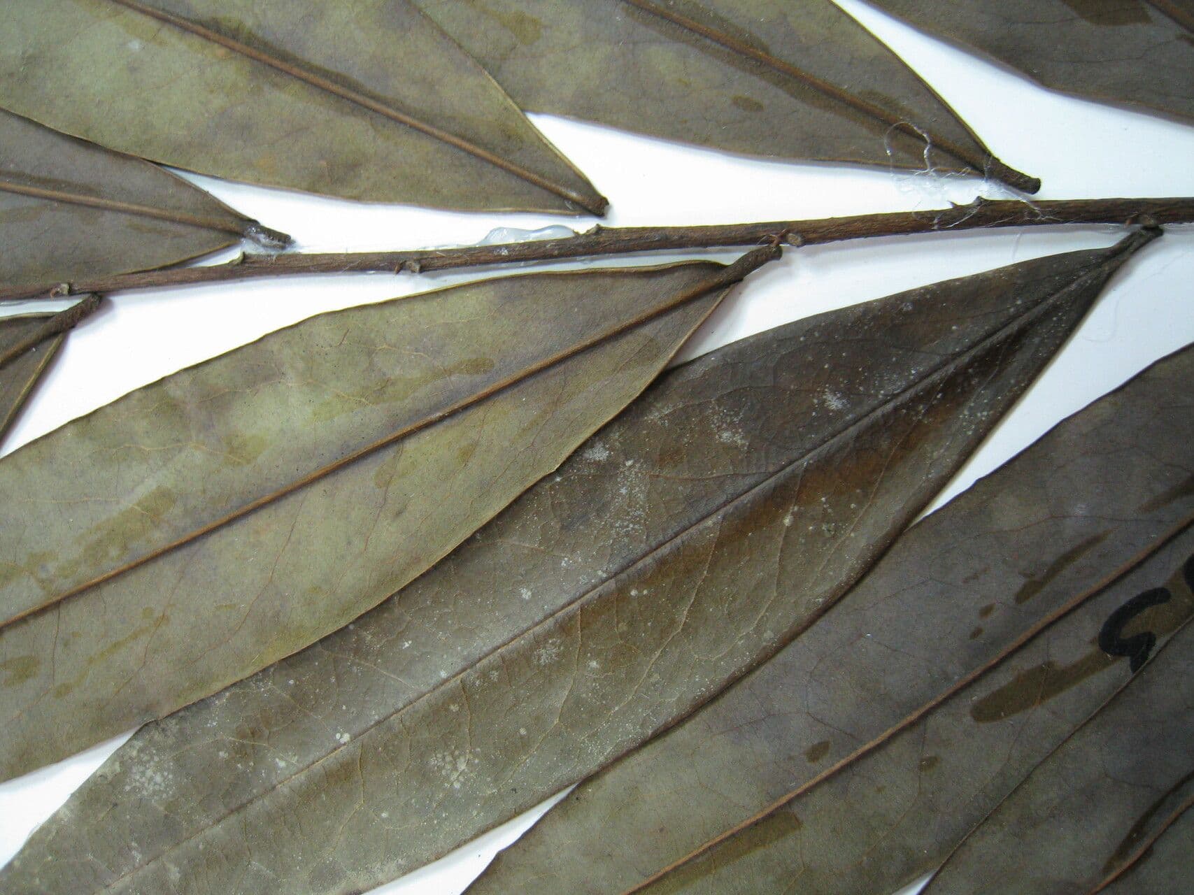 Xylopia di Cayenna 5