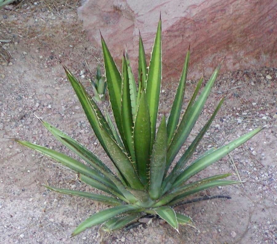 Agave 10