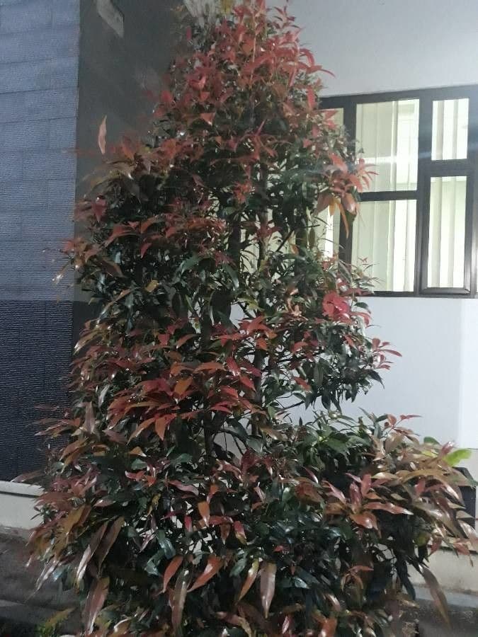 Photinia 16