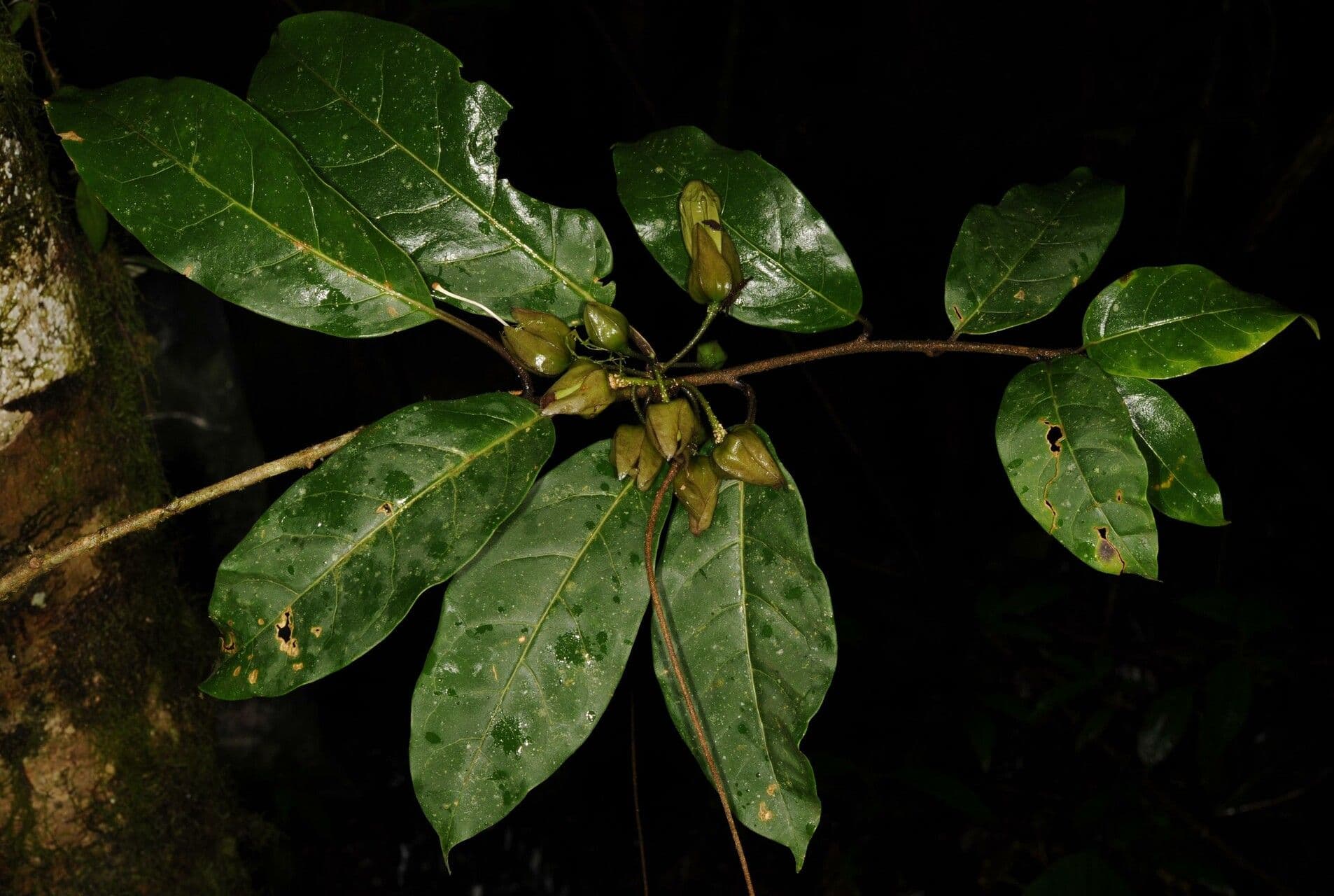 Merinthopodium 2
