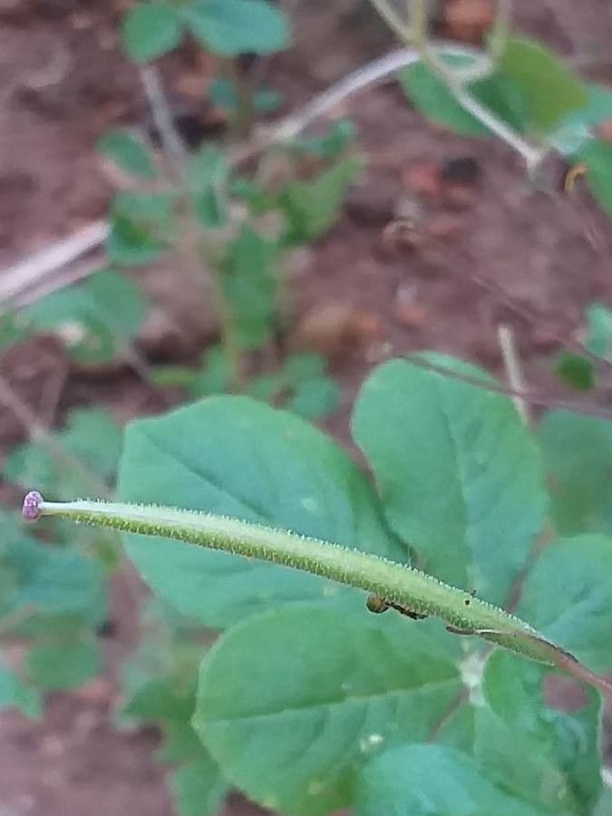 Cleome