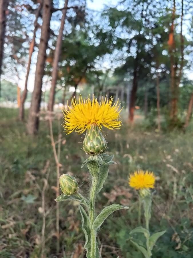 Pochvatec