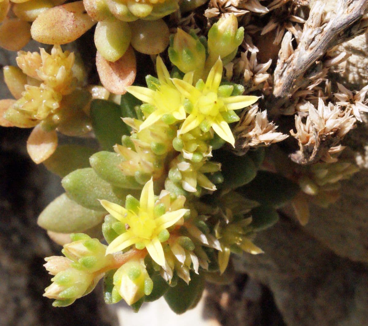 Sedum litorale 5