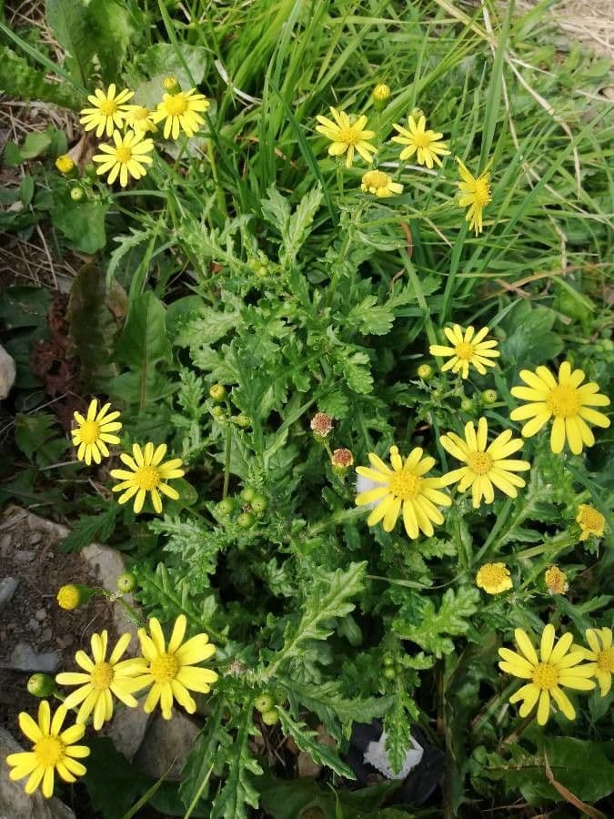 Schmutziges Greiskraut 17