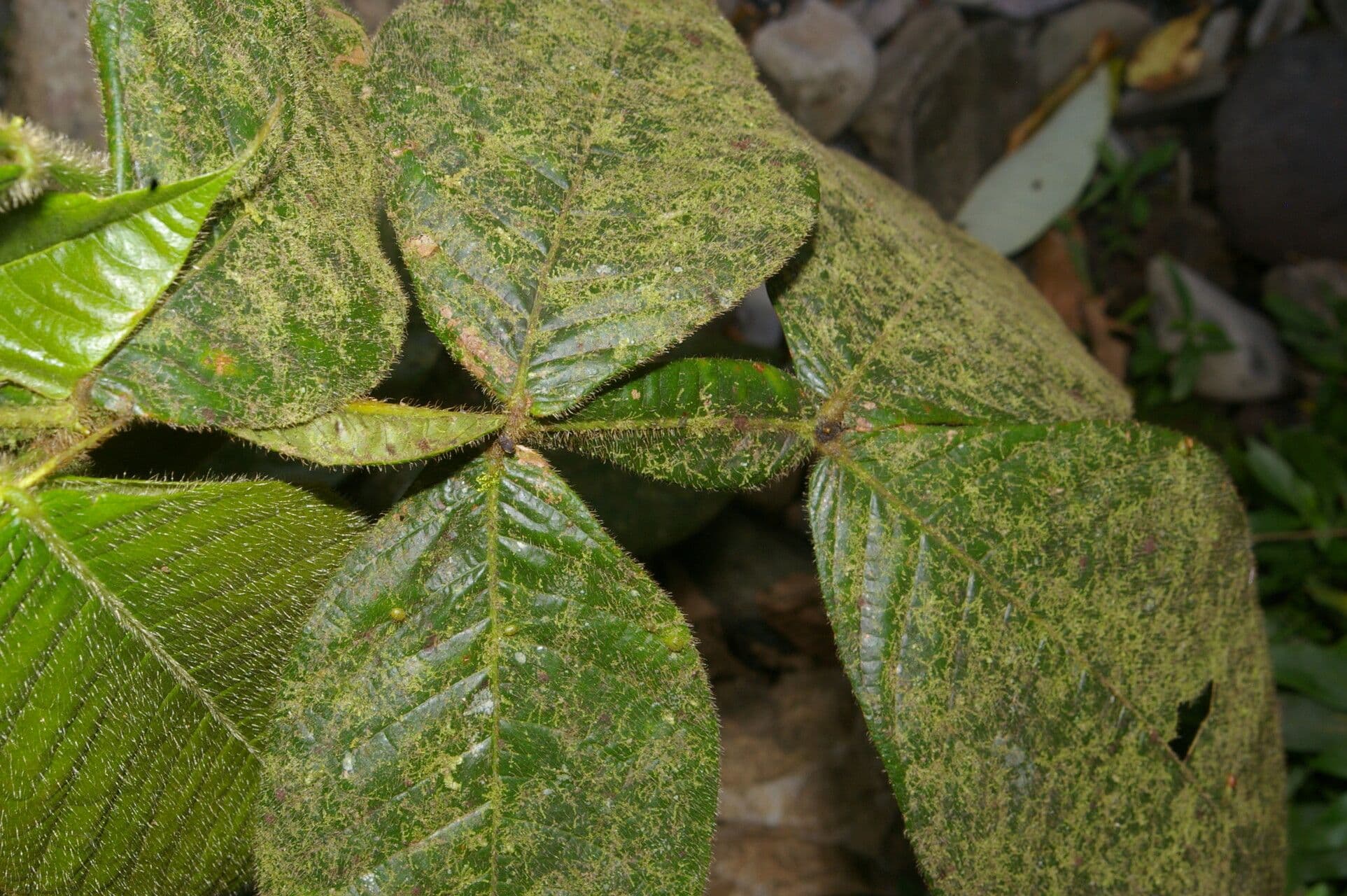 Inga 6