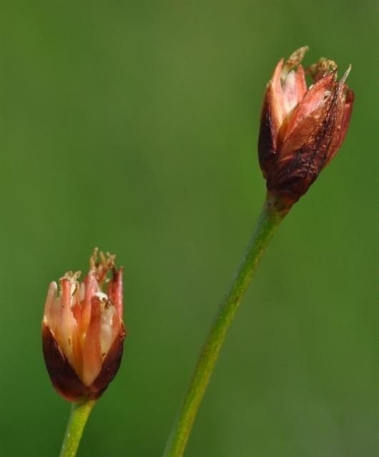 Jonc à trois fleurs 4