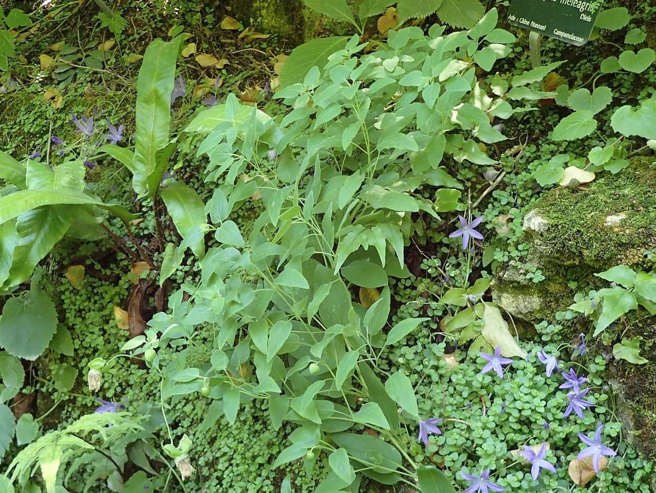 Codonopsis 6