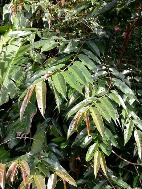 Qualea 11