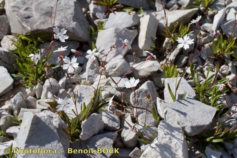 Silene 9