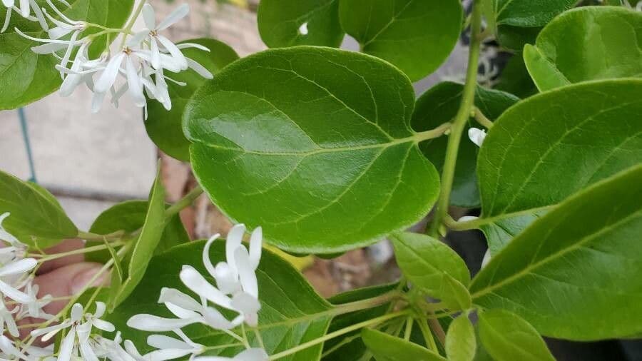 Chionanthus 19