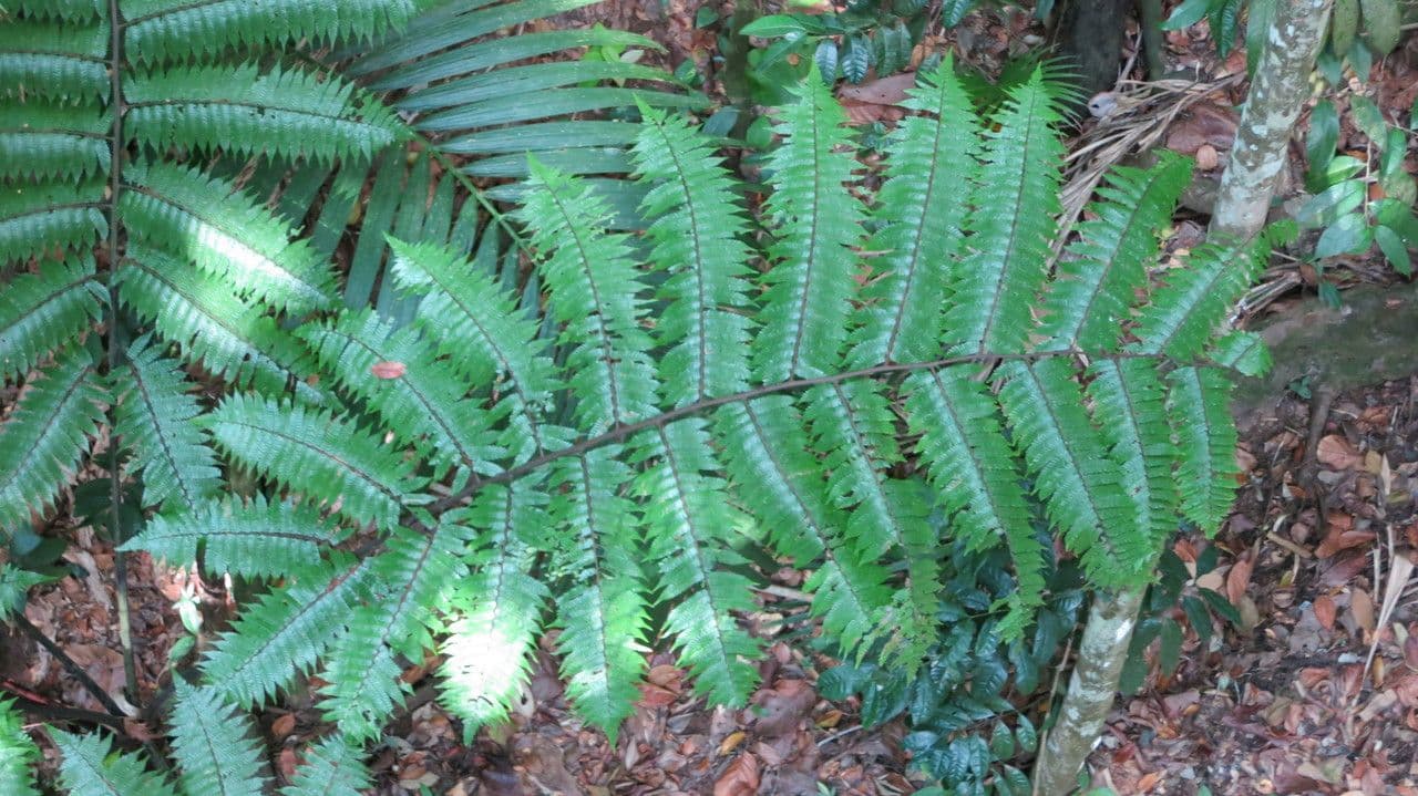 Baumfarn 19