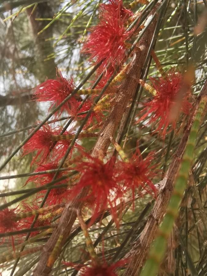 Casuarina equisetifolia 9
