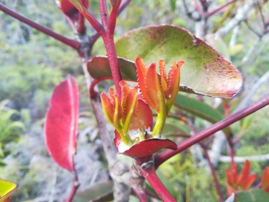 Cunonia 19