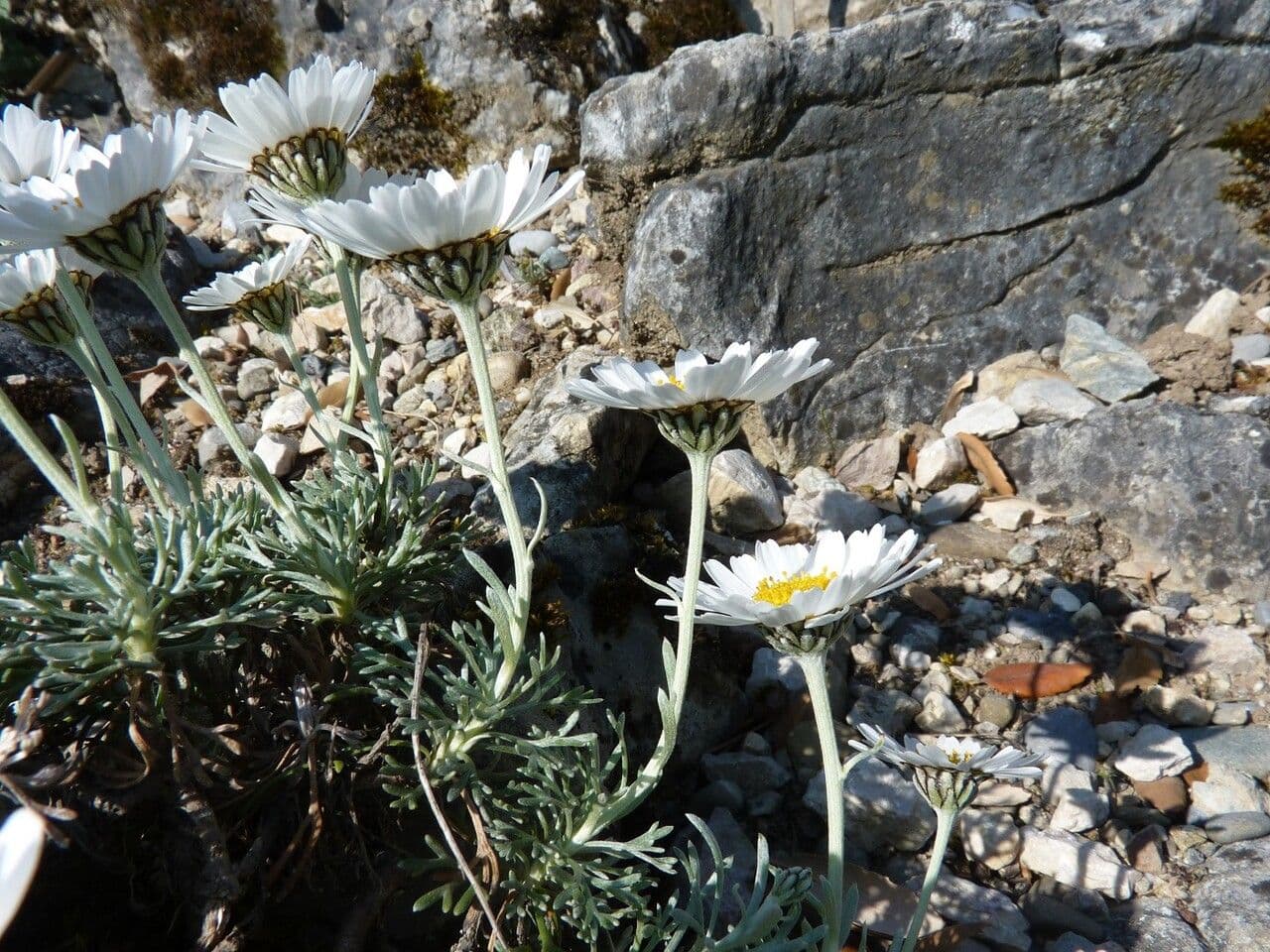 Rhodanthemum 14