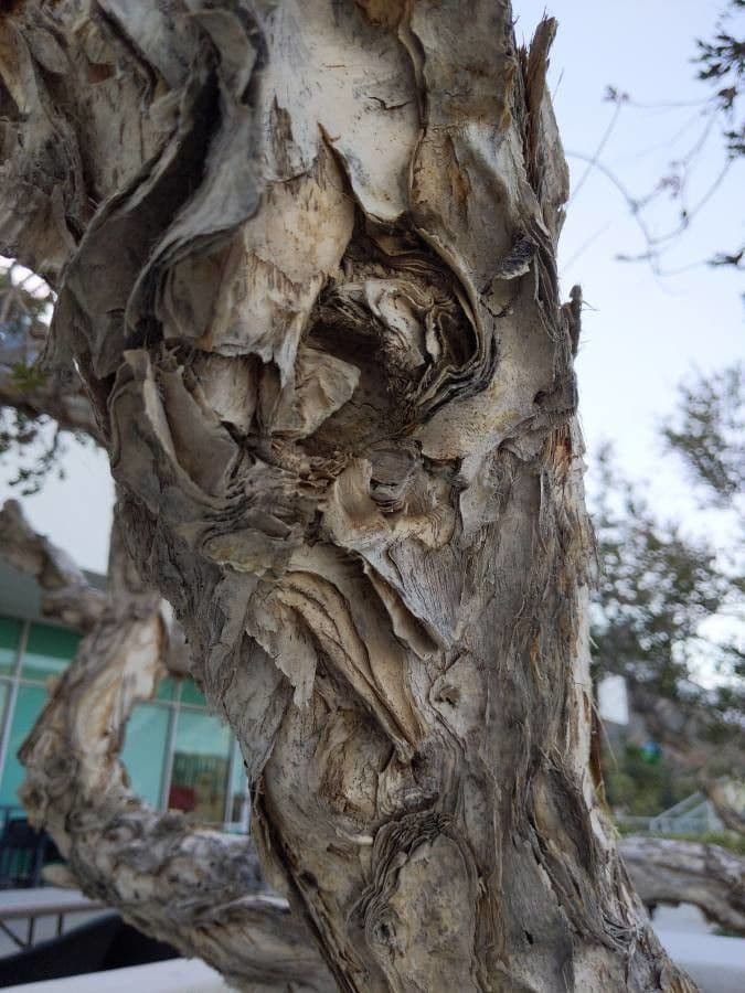 Melaleuca 20