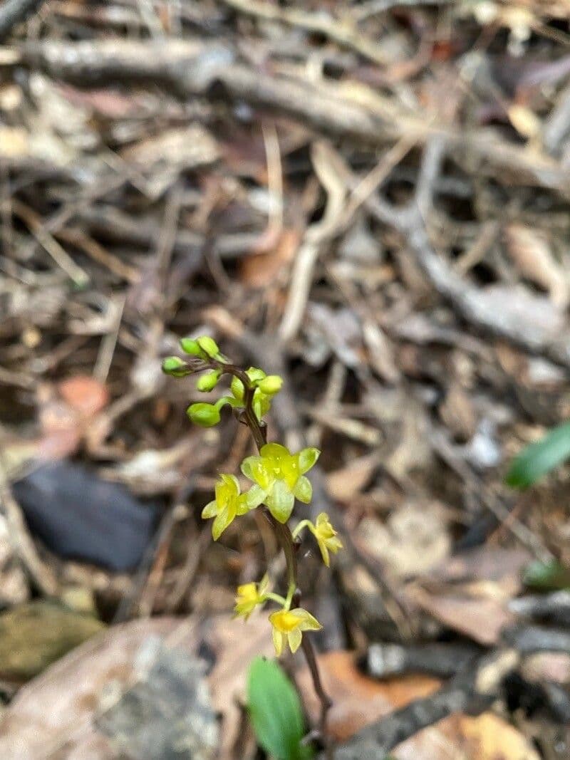 Crepidium taurino 10