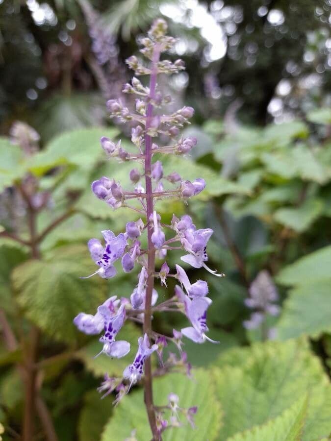 Plectranthus
