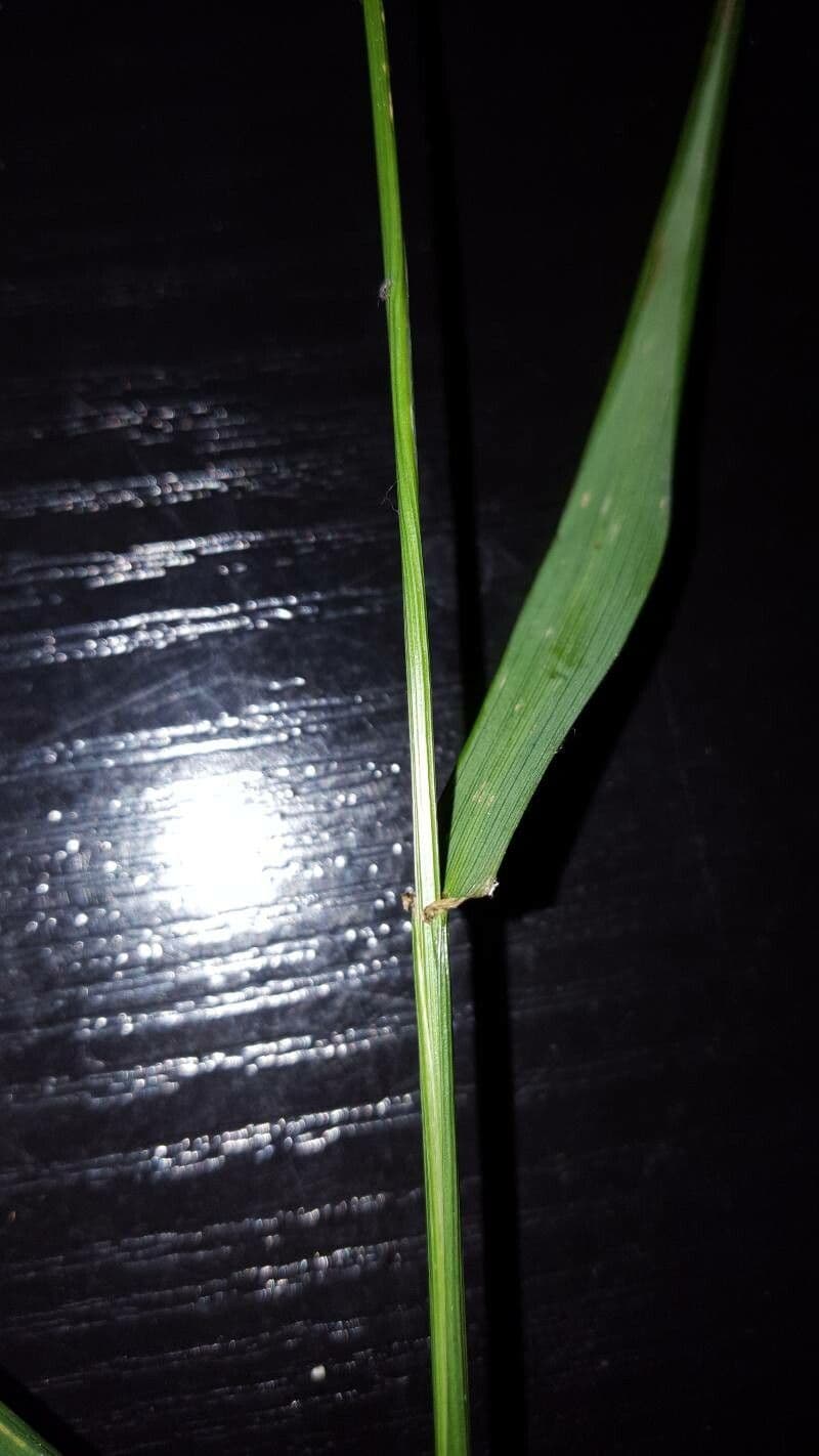 Festuca gigante 13