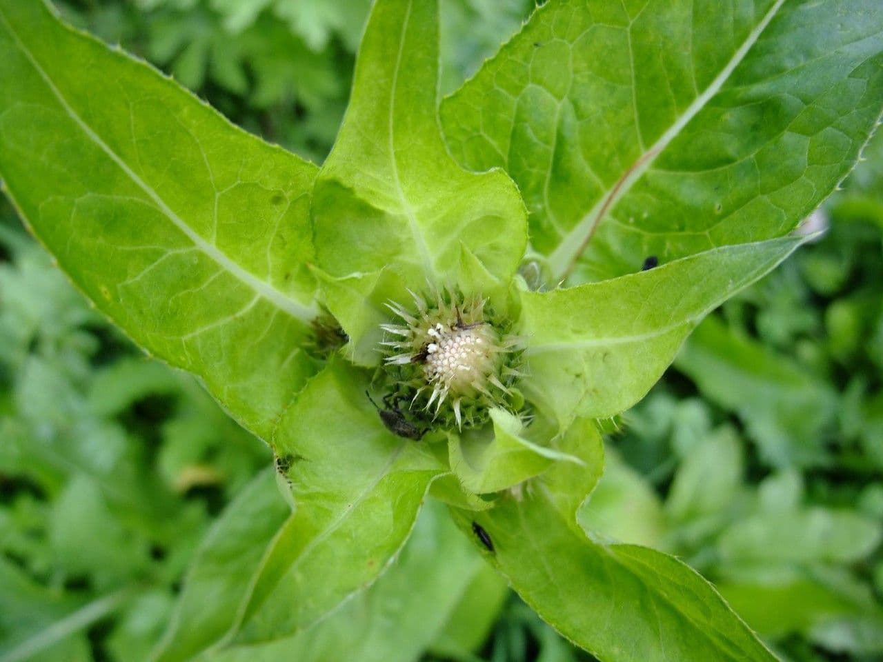 Kohldistel