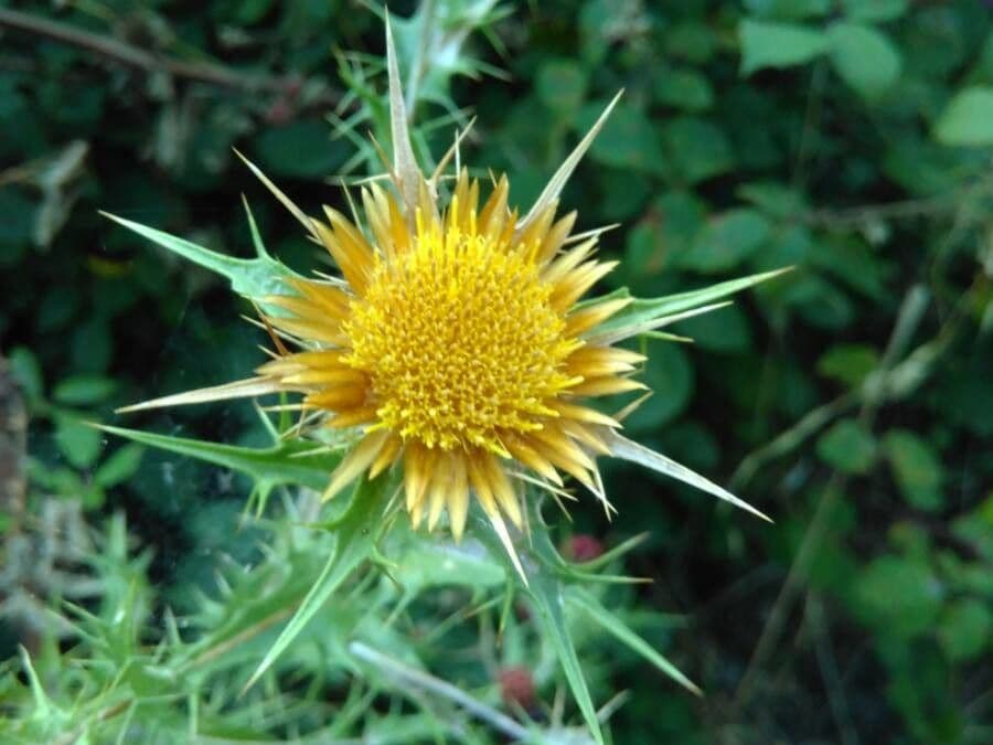 Carlina corimbosa 6