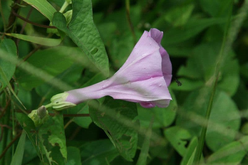 Ipomoea setifera 5