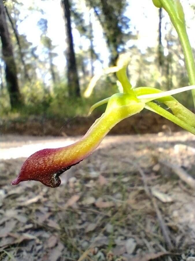 Orchidea alce 3