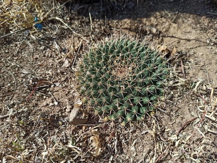 Mammillaria 10