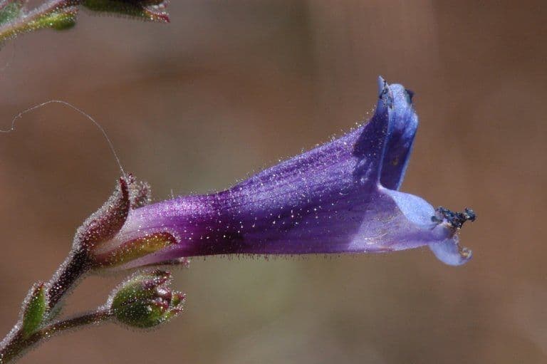 Penstemon 5