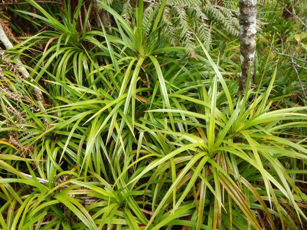 Freycinetia 8