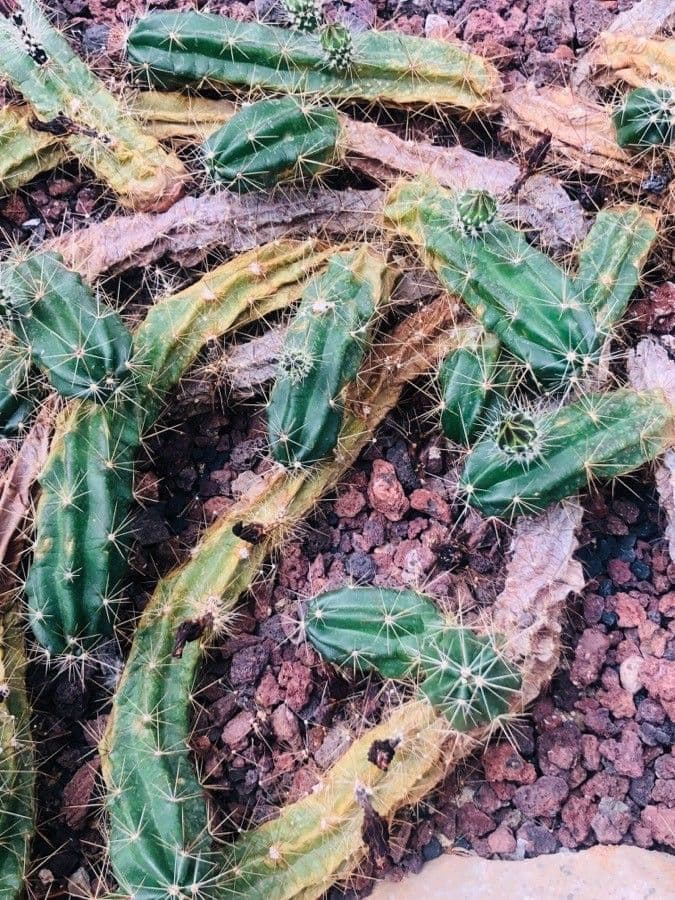 Echinocereus cinerascens 3