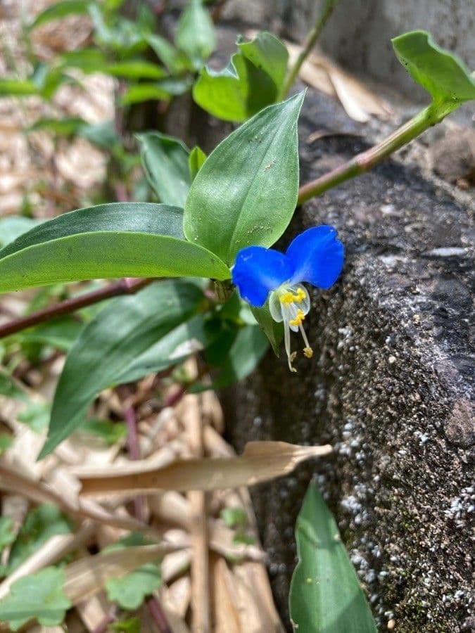 Commelina comune 7