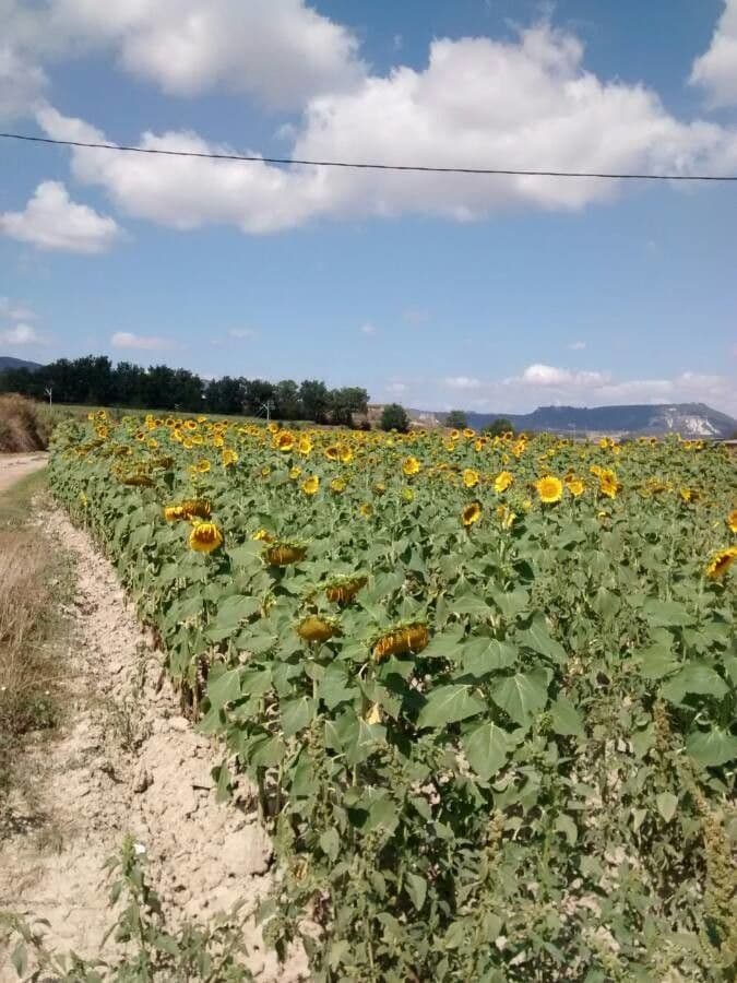 Slunečnice roční 13