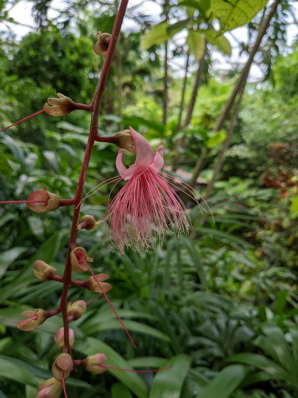 Barringtonia 3