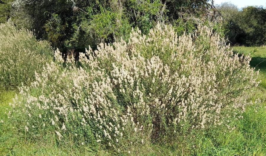 Baccharis 9