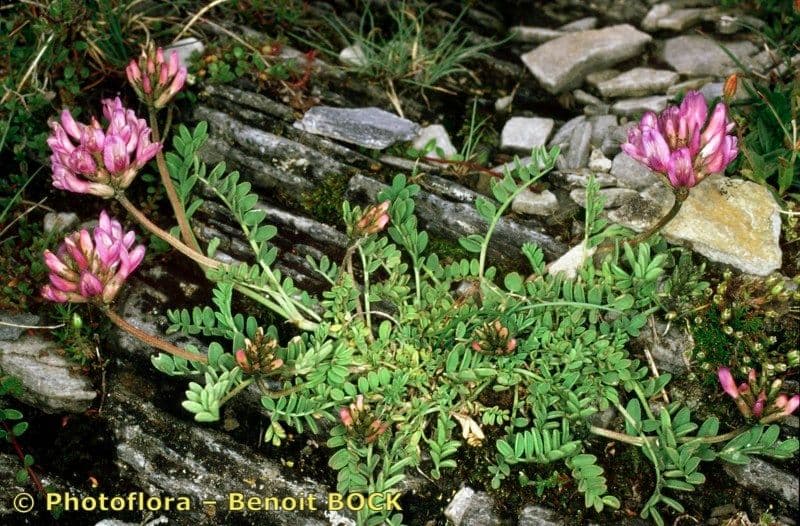 Astragalus 6