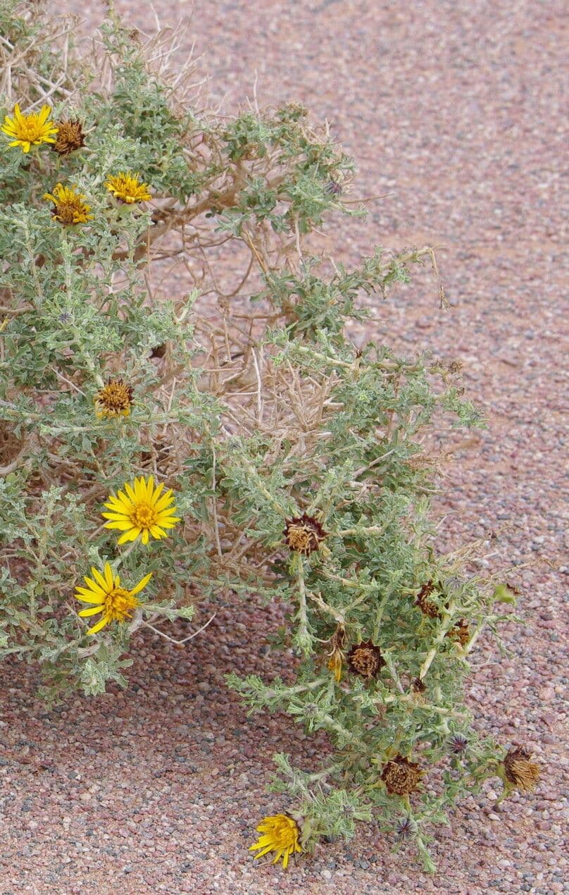 Anvillea 19