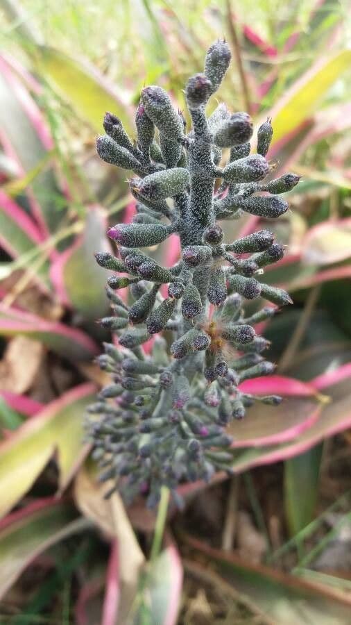 Aechmea