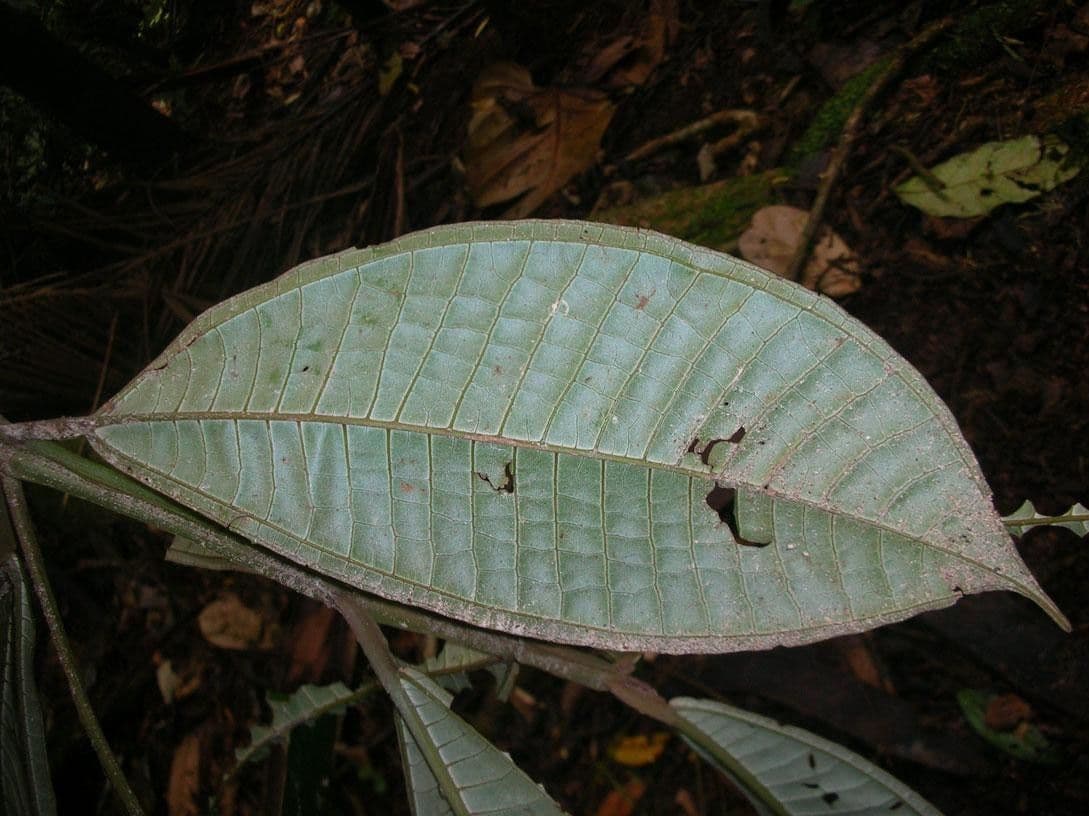 Miconia 4