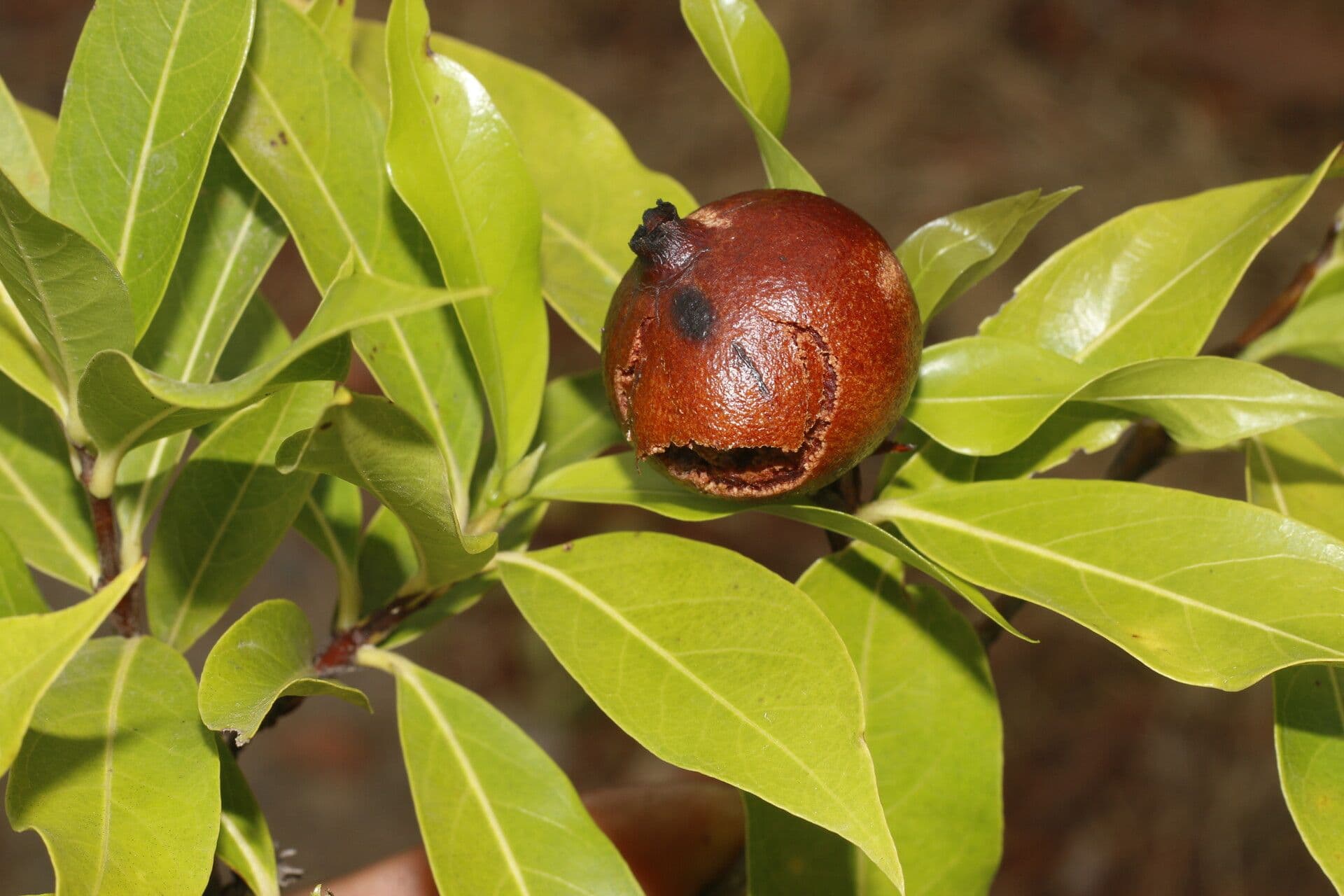 Alibertia edule 4