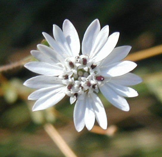 Hemizonia zoskupená 5