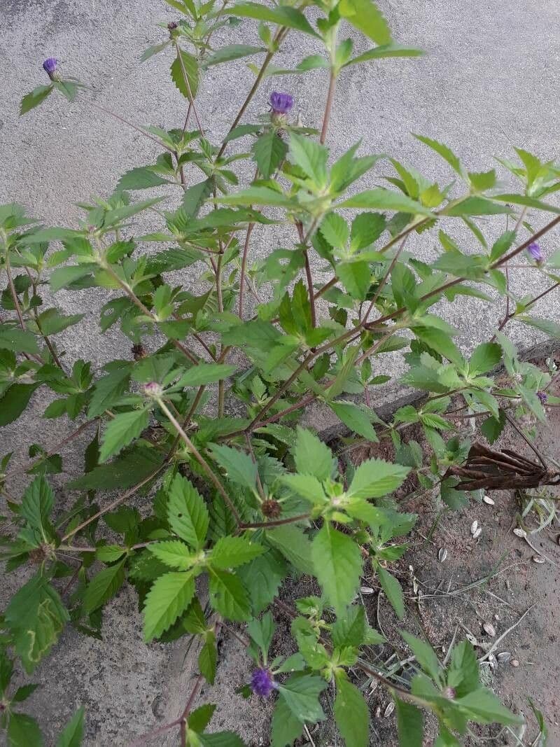 Centratherum punctatum 17