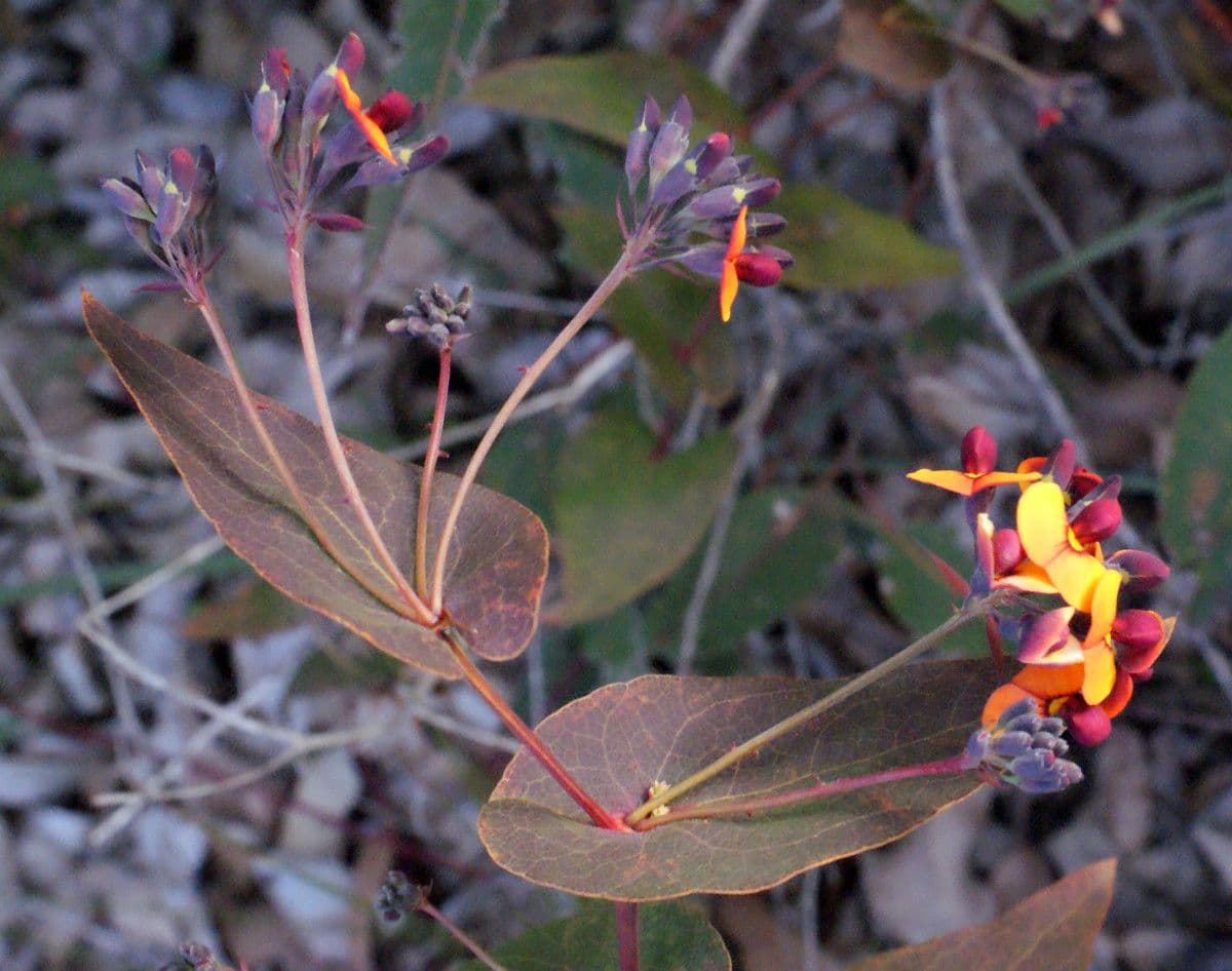 Daviesia cordata 7