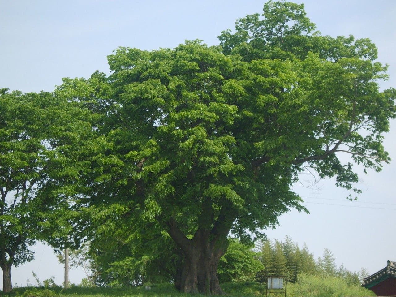 Zelkova 12