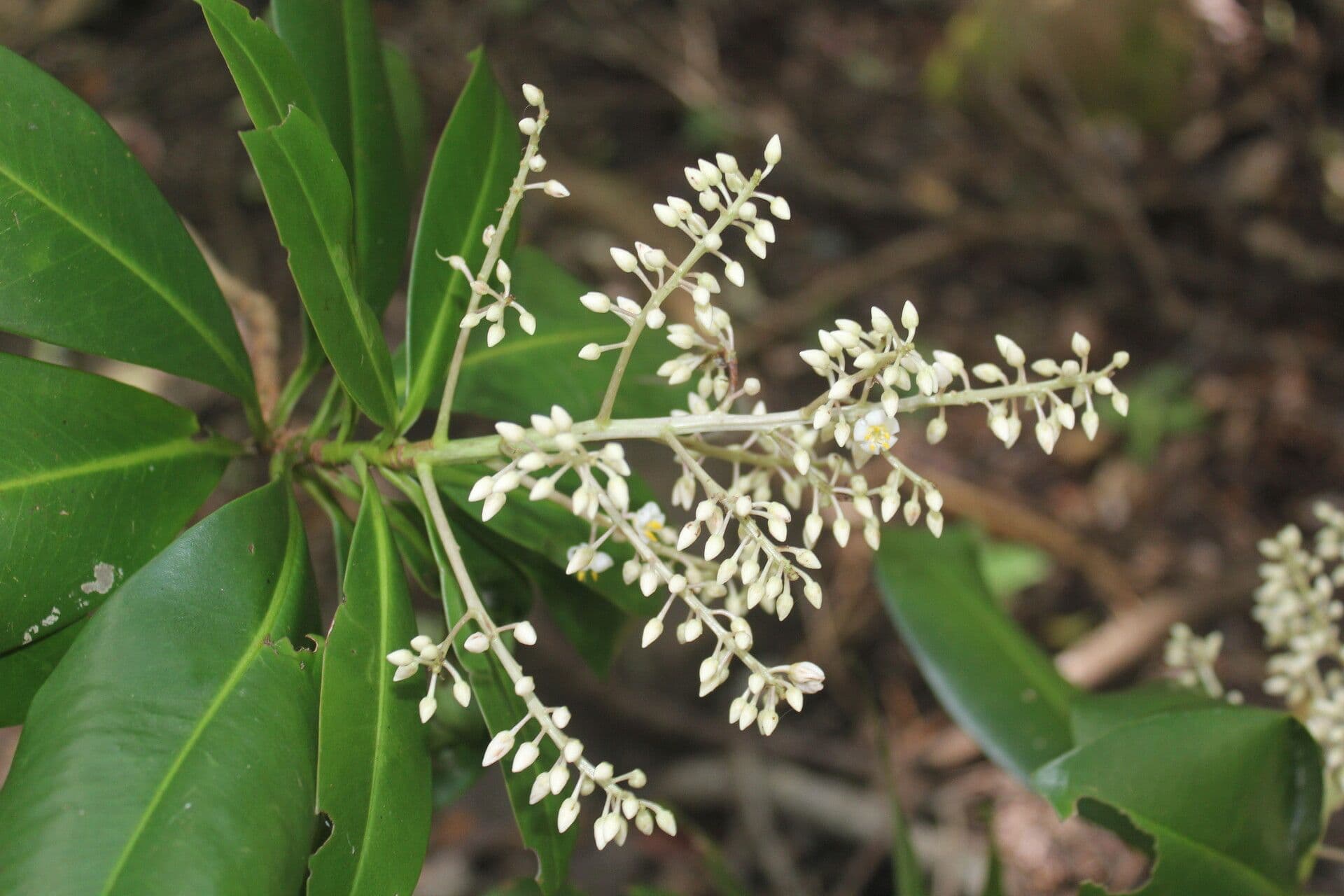 Ardisia révolutée 7